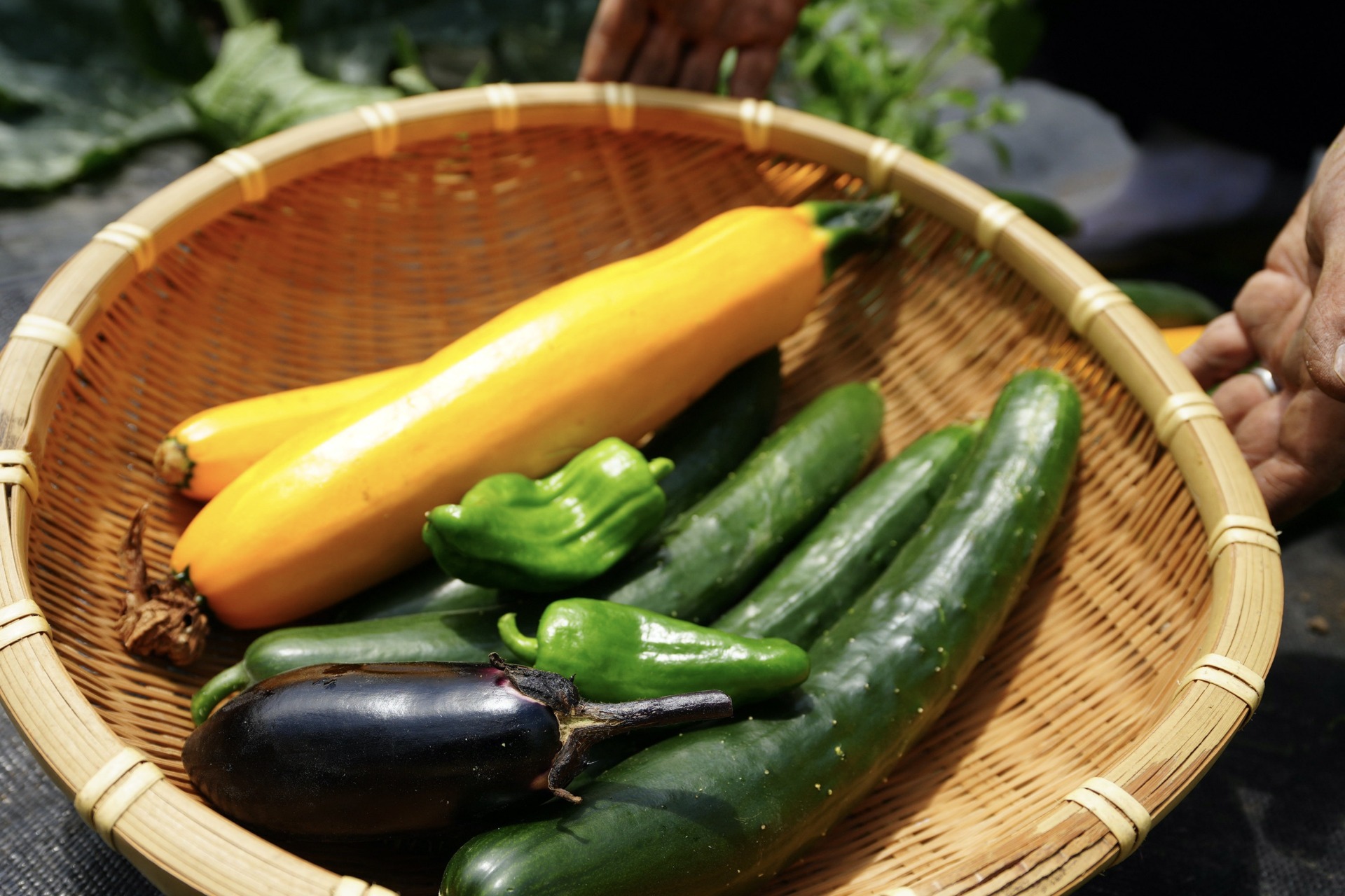 採れたて夏野菜