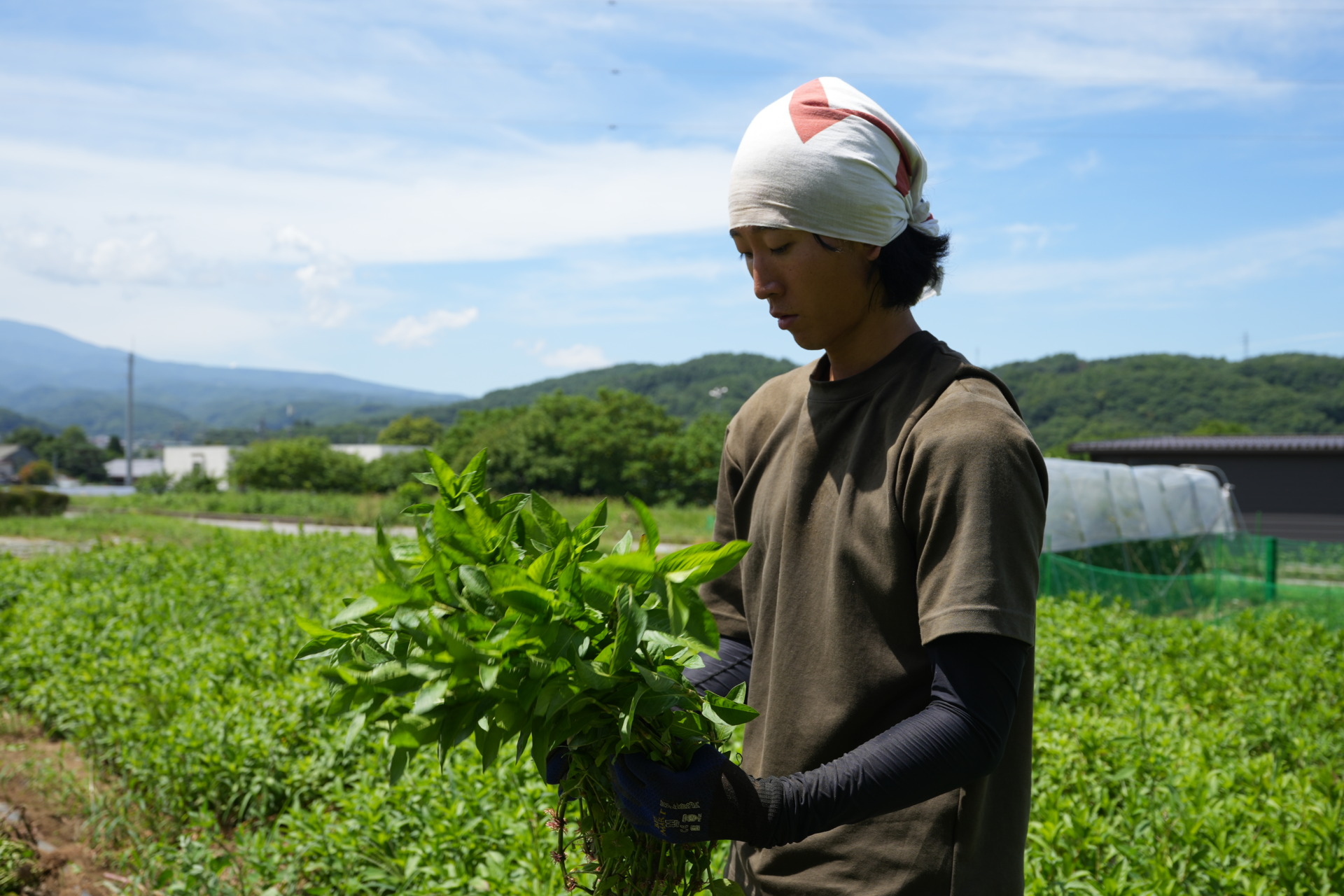 藍の収穫
