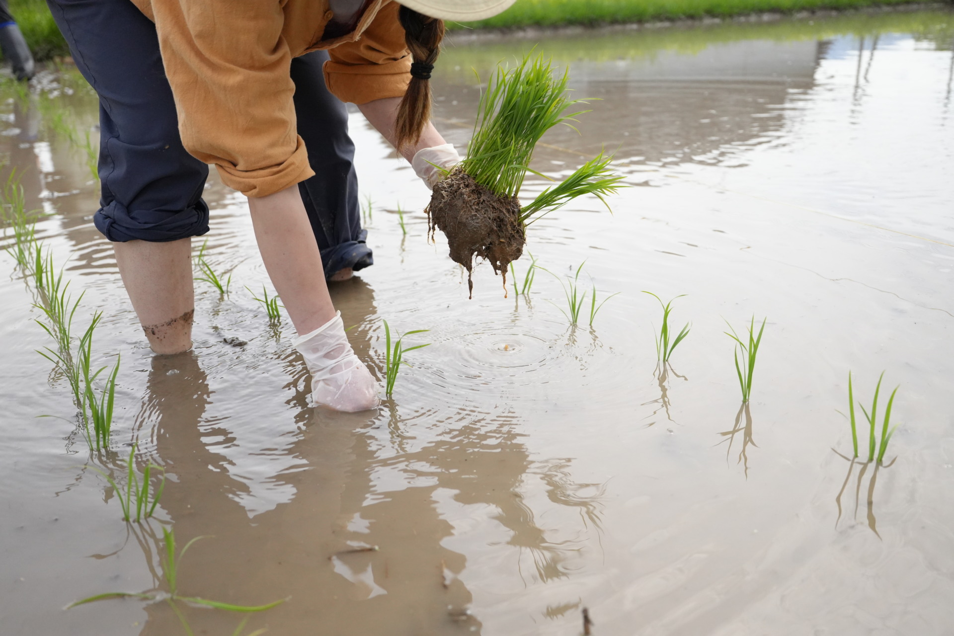 土と風を感じる、お田植え体験