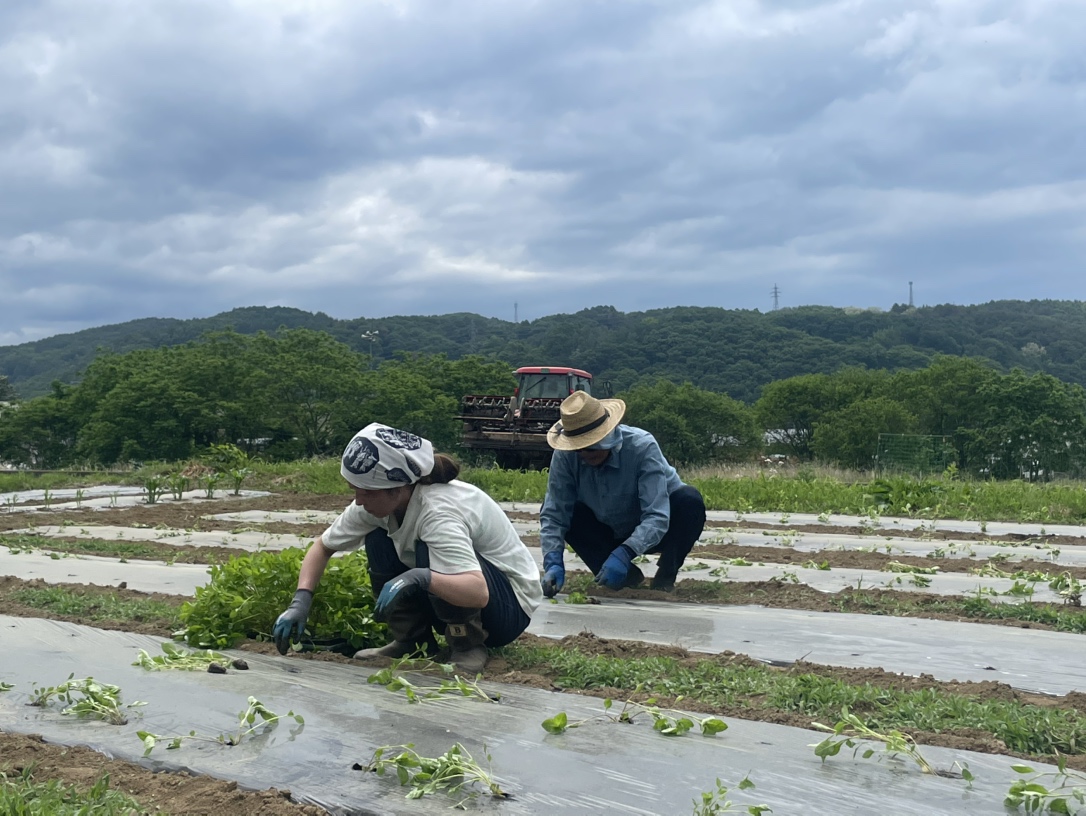 藍の苗植え